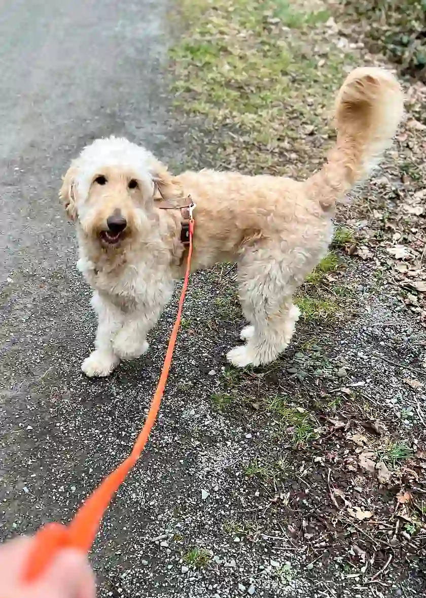 Hund sicher an der Leine führen